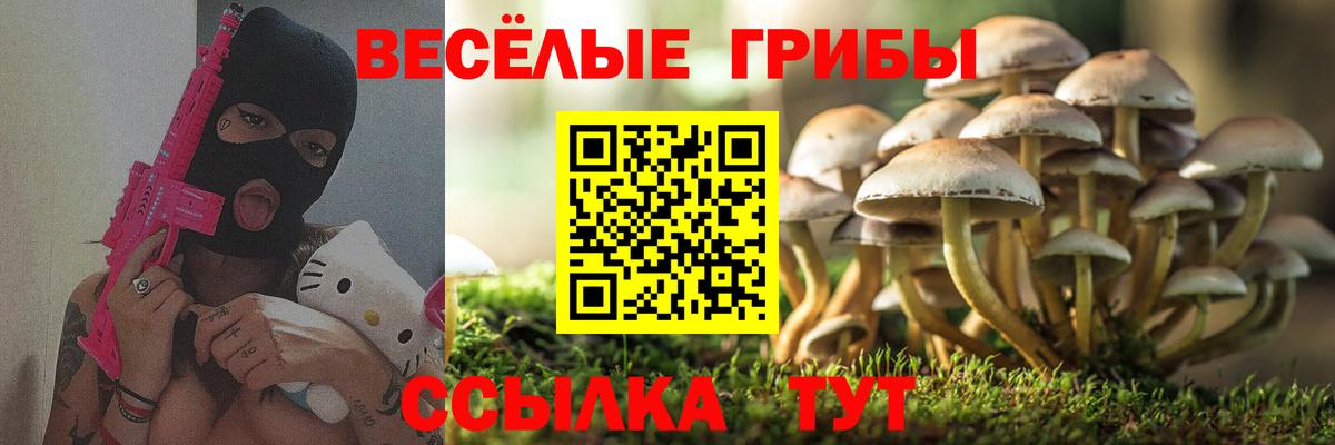 Галлюциногенные грибы Psilocybine cubensis Североморск